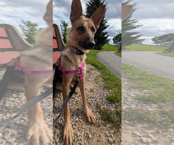 Medium Photo #8 German Shepherd Dog Puppy For Sale in Mechanicsburg, PA, USA