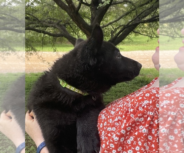 Medium Photo #4 German Shepherd Dog Puppy For Sale in WACO, TX, USA