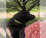 Small #3 German Shepherd Dog