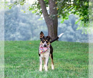 Mutt Dogs for adoption in Unionville, PA, USA