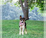 Small Mutt