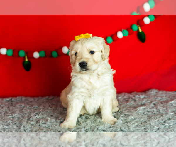 Medium Photo #3 Golden Retriever Puppy For Sale in WOLCOTTVILLE, IN, USA