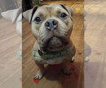 Small #3 American Staffordshire Terrier-Bulldog Mix