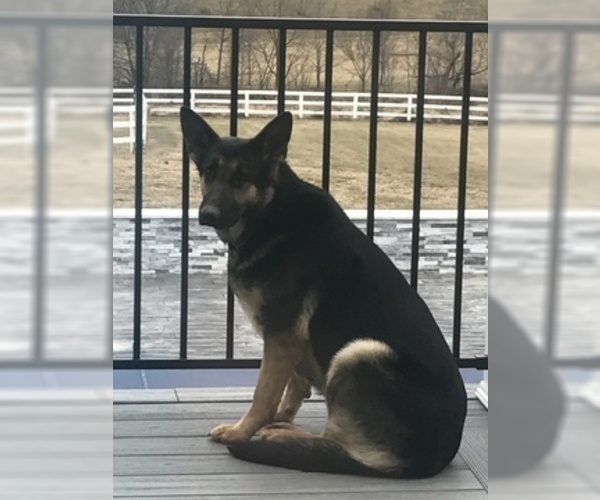 Medium Photo #1 German Shepherd Dog Puppy For Sale in HAMILTON, VA, USA