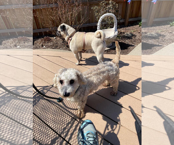 Medium Photo #4 Poodle (Miniature)-Unknown Mix Puppy For Sale in Wheaton, IL, USA