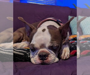 Boston Terrier Dogs for adoption in Little Elm, TX, USA