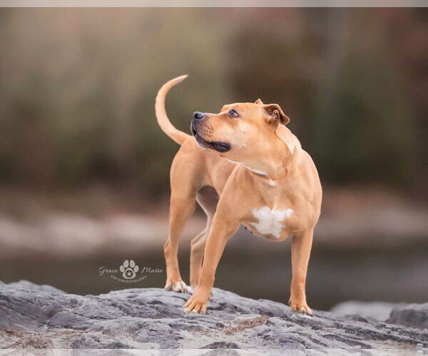 Medium Photo #7 American Staffordshire Terrier-Unknown Mix Puppy For Sale in St. Ann, MO, USA