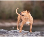 Small #6 American Staffordshire Terrier Mix