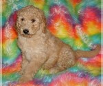 Small #9 Labradoodle mix (+ Poodle Standard)