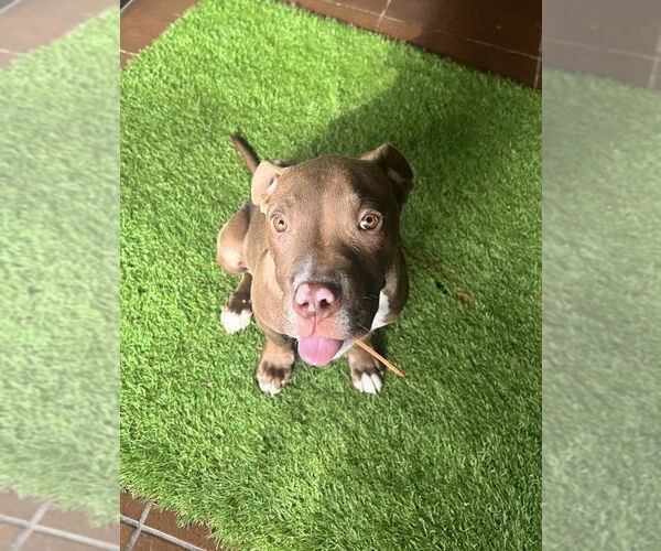 Medium Photo #4 American Pit Bull Terrier-Unknown Mix Puppy For Sale in San Diego, CA, USA