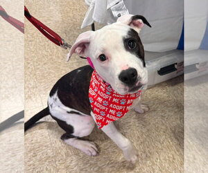 American Pit Bull Terrier-Unknown Mix Dogs for adoption in Germantown, OH, USA