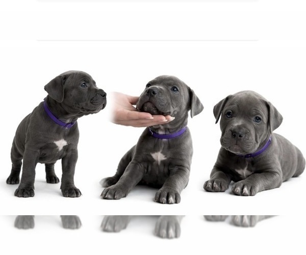 Medium Photo #2 American Pit Bull Terrier Puppy For Sale in ORANGE, NJ, USA