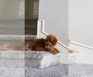 Maltipoo Puppy for sale in CLINTON TOWNSHIP, MI, USA