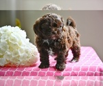 Small #2 ShihPoo