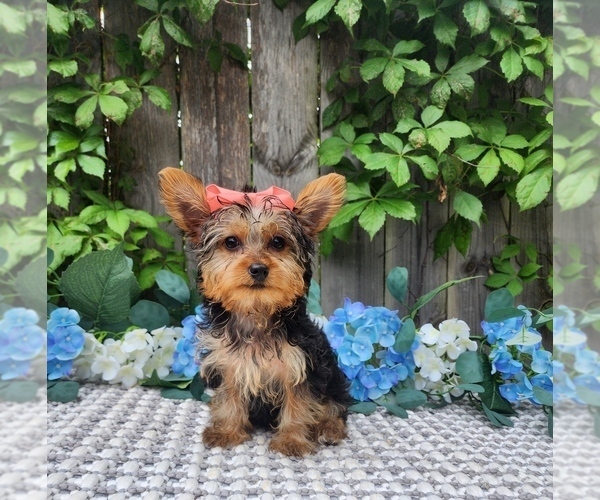 Medium Photo #8 Yorkshire Terrier Puppy For Sale in INDIANAPOLIS, IN, USA