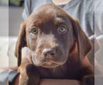 Small #5 Sheprador