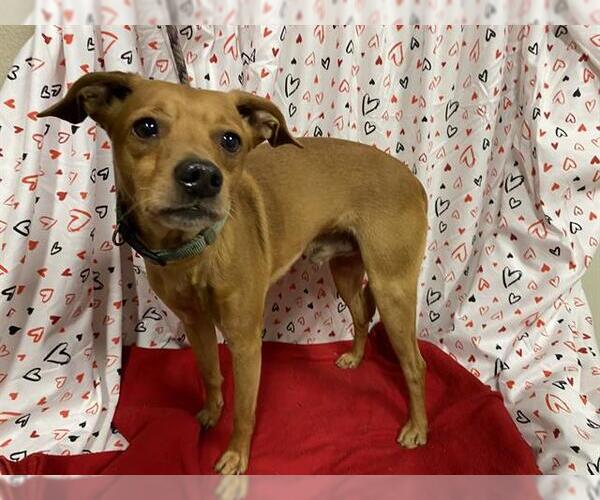 Medium Photo #1 Chihuahua-Unknown Mix Puppy For Sale in Modesto, CA, USA