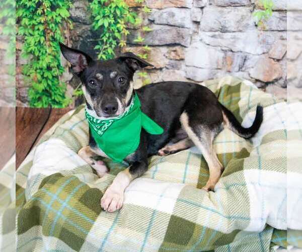 Medium Photo #2 Jack-Rat Terrier Puppy For Sale in Kennesaw, GA, USA