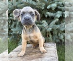 Small #1 French Bulldog