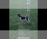 Small Photo #1 German Shorthaired Pointer Puppy For Sale in HEWITT, MN, USA