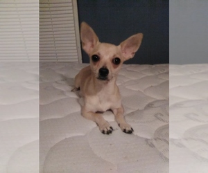 Chihuahua Puppy for sale in AYDEN, NC, USA