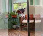 Small #8 Beagle