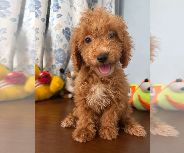 Medium Photo #8 Havapoo Puppy For Sale in DURHAM, CT, USA