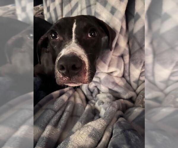 Medium Photo #23 American Pit Bull Terrier-Labrador Retriever Mix Puppy For Sale in Brewster, NY, USA