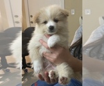 Small Photo #9 Pomeranian Puppy For Sale in CORONA, CA, USA