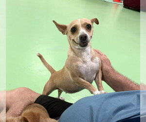 Chihuahua-Unknown Mix Dogs for adoption in Phoenix, AZ, USA
