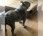 Small Photo #1 French Bulldog Puppy For Sale in PHOENIX, AZ, USA