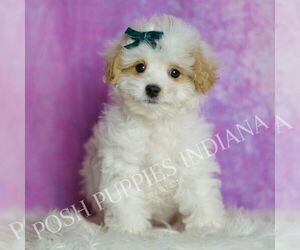 Medium Maltipoo (Miniature)
