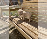 Small Photo #1 Poodle (Toy) Puppy For Sale in SPENCER, TN, USA
