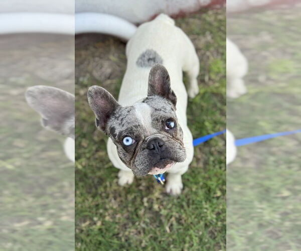 Medium Photo #1 French Bulldog Puppy For Sale in OKLAHOMA CITY, OK, USA