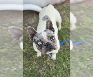 French Bulldog Dogs for adoption in OKLAHOMA CITY, OK, USA