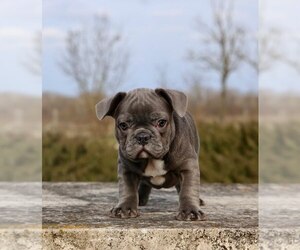 French Bulldog Puppy for sale in METUCHEN, NJ, USA