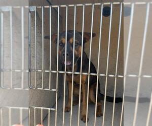 Chow Chow-Rottweiler Mix Dogs for adoption in Oklahoma City, OK, USA