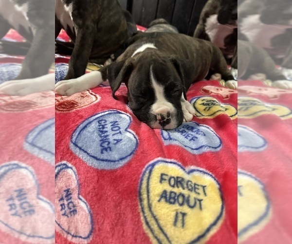 Medium Photo #83 Boxer Puppy For Sale in RALEIGH, NC, USA