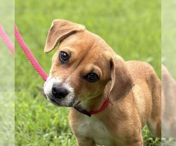 Medium Photo #1 Dachshund-Unknown Mix Puppy For Sale in Yardley, PA, USA