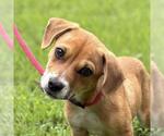 Small Dachshund Mix