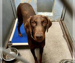Doberman Pinscher Dogs for adoption in Stockton, CA, USA