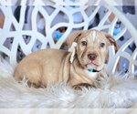 Small Photo #2 American Bulldog-Dachshund Mix Puppy For Sale in Anaheim Hills, CA, USA