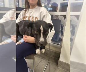 American Staffordshire Terrier-Unknown Mix Dogs for adoption in San Antonio, TX, USA