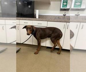 Doberman Pinscher Dogs for adoption in Santa Maria, CA, USA