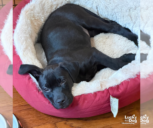 Medium Photo #9 Labrador Retriever-Unknown Mix Puppy For Sale in Washington, DC, USA