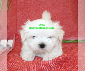 Maltese Puppy for sale in JUNIPER HILLS, CA, USA