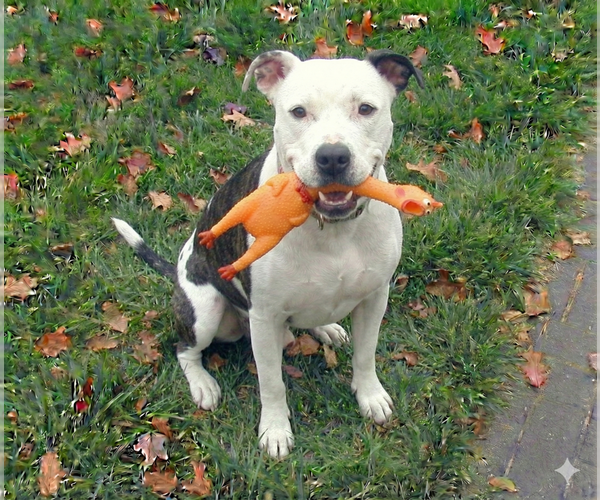 Medium Photo #8 American Pit Bull Terrier-Unknown Mix Puppy For Sale in Grovertown, IN, USA