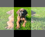 Small Great Dane