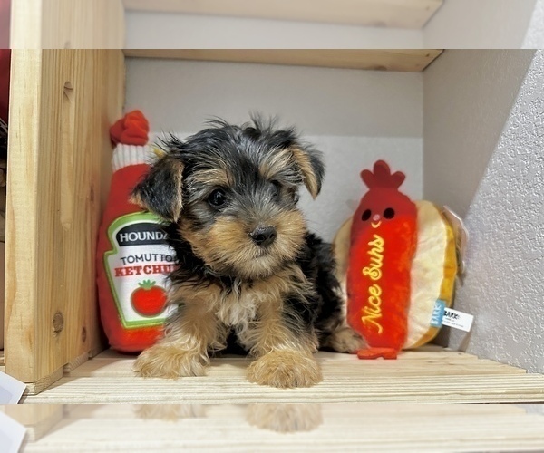 Medium Photo #4 Morkie Puppy For Sale in CASSVILLE, MO, USA