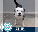 Small #3 Boston Terrier Mix